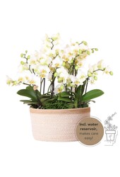 Orchidee Kolibri | Biała roślina w bawełnianym koszu z trzema białymi orchideami Lausanne 9cm i trzema zielonymi roślinami | Jungle Bouquet Biały z samonawadniającym się zbiornikiem na wodę