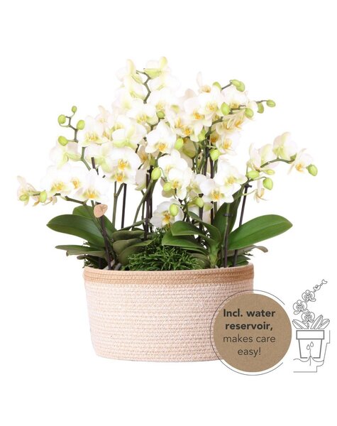 Kolibri Orchids Orchidee Kolibri | Biała roślina w bawełnianym koszu z trzema białymi orchideami Lausanne 9cm i trzema zielonymi roślinami | Jungle Bouquet Biały z samonawadniającym się zbiornikiem na wodę