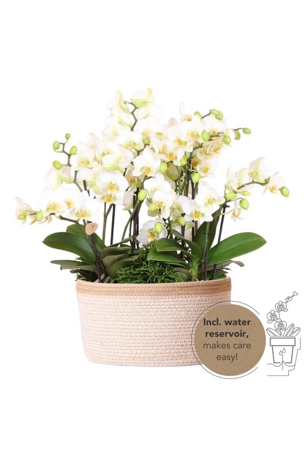 Orchidee Kolibri | Biała roślina w bawełnianym koszu z trzema białymi orchideami Lausanne 9cm i trzema zielonymi roślinami | Jungle Bouquet Biały z samonawadniającym się zbiornikiem na wodę