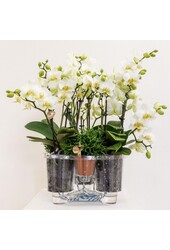 Orchidee Kolibri | Biała roślina w bawełnianym koszu z trzema białymi orchideami Lausanne 9cm i trzema zielonymi roślinami | Jungle Bouquet Biały z samonawadniającym się zbiornikiem na wodę