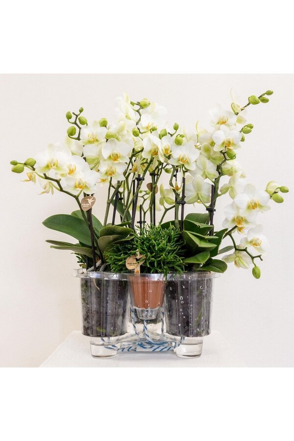 Orchidee Kolibri | Biała roślina w bawełnianym koszu z trzema białymi orchideami Lausanne 9cm i trzema zielonymi roślinami | Jungle Bouquet Biały z samonawadniającym się zbiornikiem na wodę