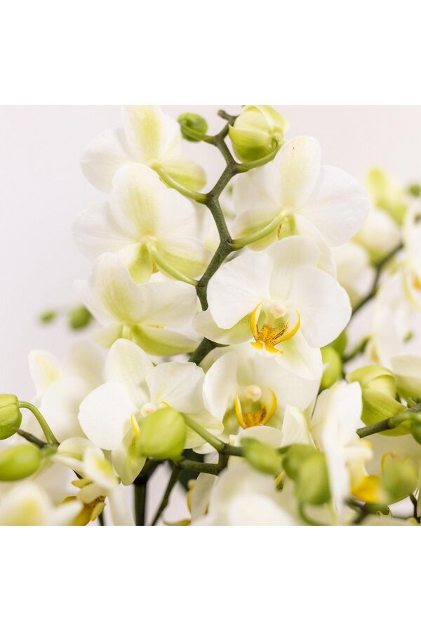 Orchidee Kolibri | Biała roślina w bawełnianym koszu z trzema białymi orchideami Lausanne 9cm i trzema zielonymi roślinami | Jungle Bouquet Biały z samonawadniającym się zbiornikiem na wodę