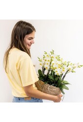 Orchidee Kolibri | Biała roślina w bawełnianym koszu z trzema białymi orchideami Lausanne 9cm i trzema zielonymi roślinami | Jungle Bouquet Biały z samonawadniającym się zbiornikiem na wodę