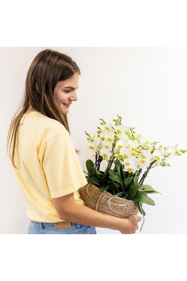 Orchidee Kolibri | Biała roślina w bawełnianym koszu z trzema białymi orchideami Lausanne 9cm i trzema zielonymi roślinami | Jungle Bouquet Biały z samonawadniającym się zbiornikiem na wodę