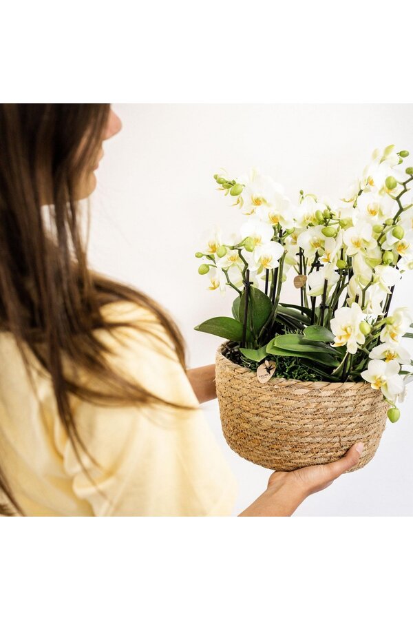 Orchidee Kolibri | Biała roślina w bawełnianym koszu z trzema białymi orchideami Lausanne 9cm i trzema zielonymi roślinami | Jungle Bouquet Biały z samonawadniającym się zbiornikiem na wodę