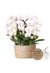 Orchidee Kolibri | Biała orchidea w koszu z trzciny, w tym trzy wygięte białe orchidee Niagara Jesień 12 cm | Mono-bukiet biały z samonawadniającym zbiornikiem na wodę