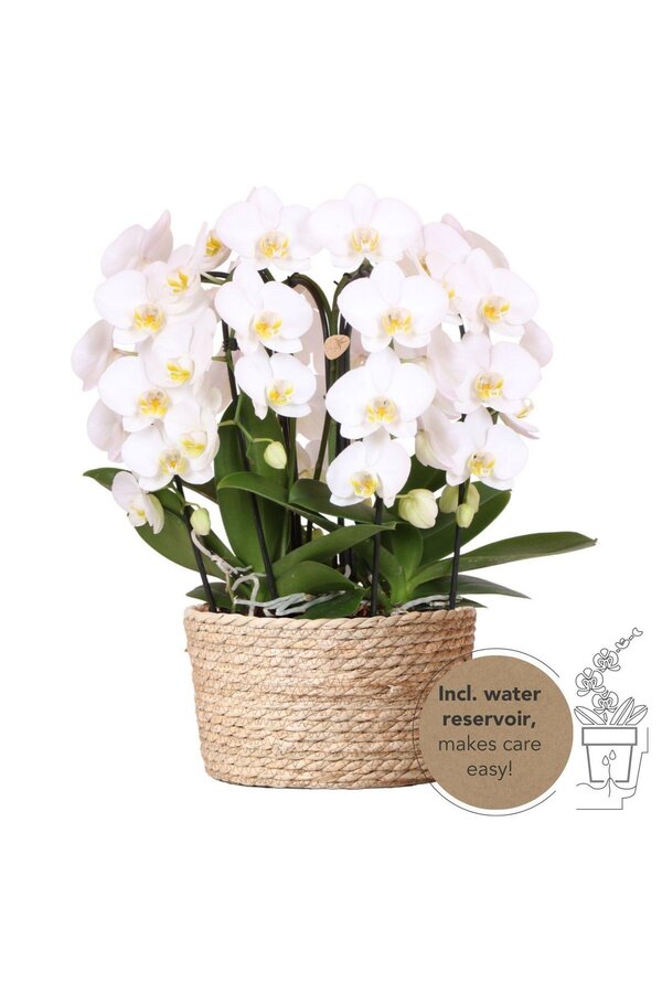 Orchidee Kolibri | Biała orchidea w koszu z trzciny, w tym trzy wygięte białe orchidee Niagara Jesień 12 cm | Mono-bukiet biały z samonawadniającym zbiornikiem na wodę