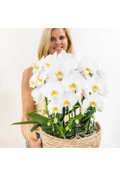Orchidee Kolibri | Biała orchidea w koszu z trzciny, w tym trzy wygięte białe orchidee Niagara Jesień 12 cm | Mono-bukiet biały z samonawadniającym zbiornikiem na wodę