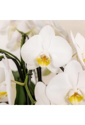 Orchidee Kolibri | Biała orchidea w koszu z trzciny, w tym trzy wygięte białe orchidee Niagara Jesień 12 cm | Mono-bukiet biały z samonawadniającym zbiornikiem na wodę