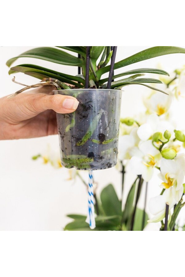 Orchidee Kolibri | Biała orchidea w koszu z trzciny, w tym trzy wygięte białe orchidee Niagara Jesień 12 cm | Mono-bukiet biały z samonawadniającym zbiornikiem na wodę