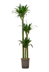 Hydroplant Dracaena Deremensis Black Beauty