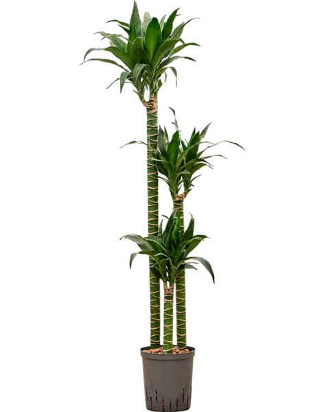 Hydroplant Dracaena