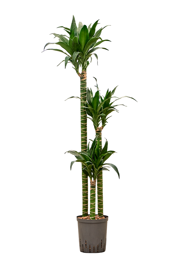 Hydroplant Dracaena Deremensis Black Beauty