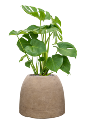 Monstera w Kolorado
