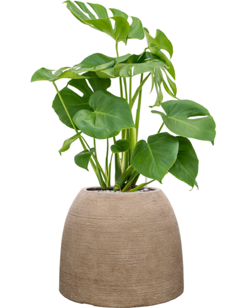 Ceramika | Monstera