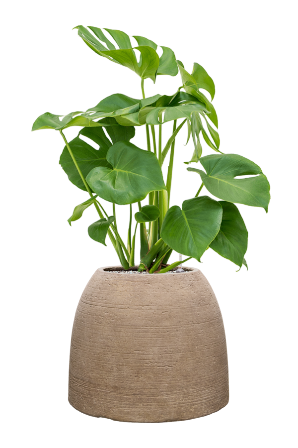 Monstera w Kolorado