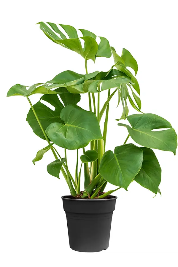 Monstera w Kolorado