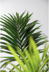 Kentia w doniczce Mineral