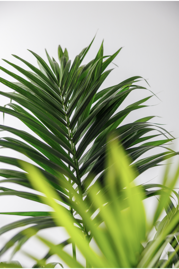 Kentia w doniczce Mineral