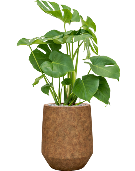 Mineral | Monstera