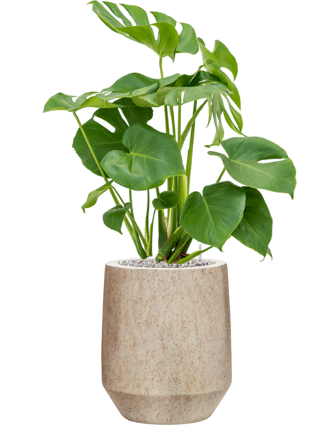 Minerał | Monstera