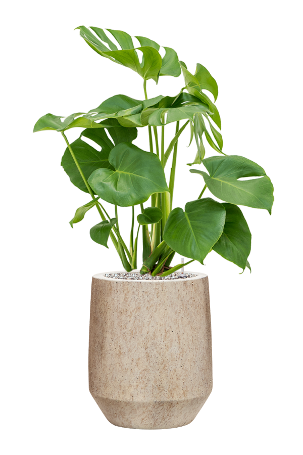 Monstera w Minerale
