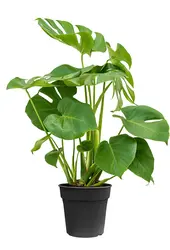Monstera w Minerale