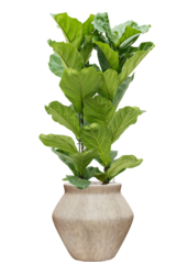 Ficus lyrata w Mineral