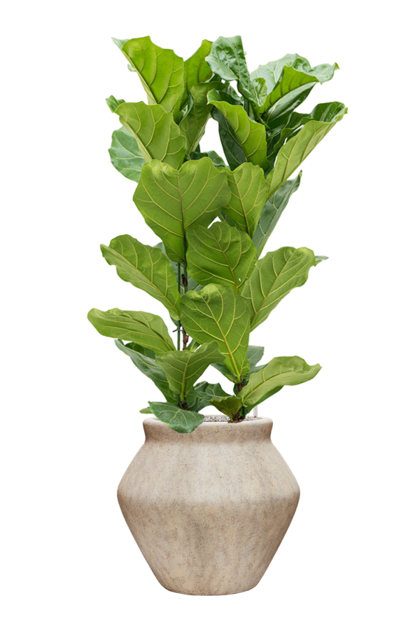 Ficus lyrata w Mineral