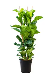 Ficus lyrata w Mineral