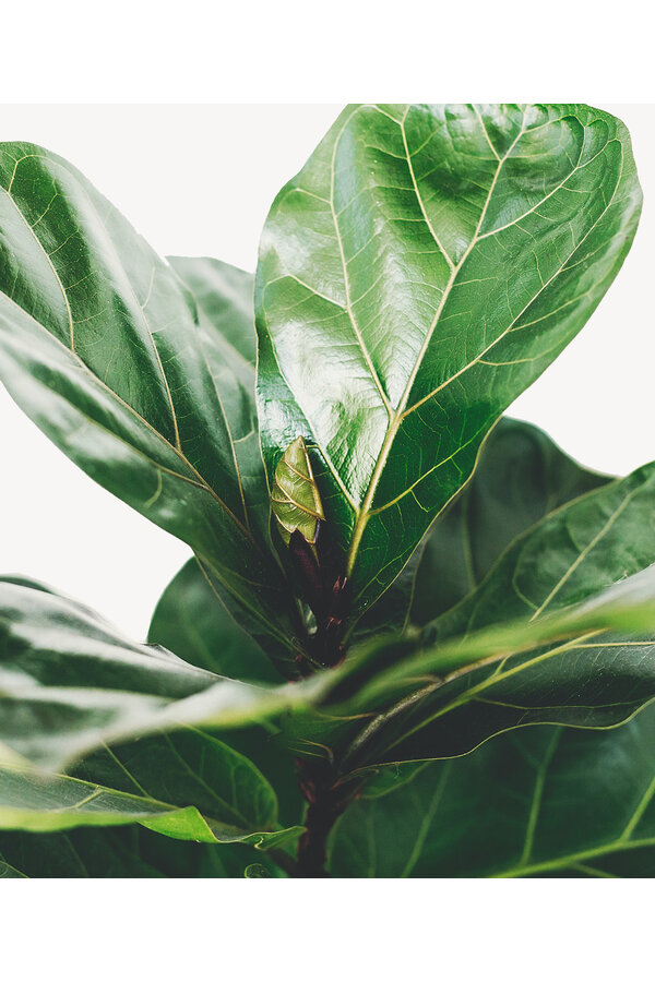 Ficus lyrata w Mineral