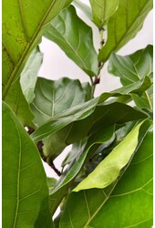 Ficus lyrata w Mineral