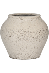 Kentia w Mediterranean