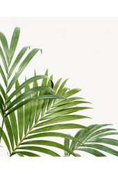 Kentia w Mediterranean