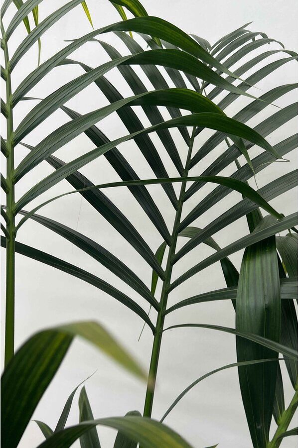 Palma Kentia w doniczce Mineral