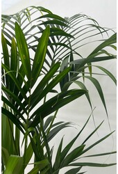 Palma Kentia w doniczce Mineral