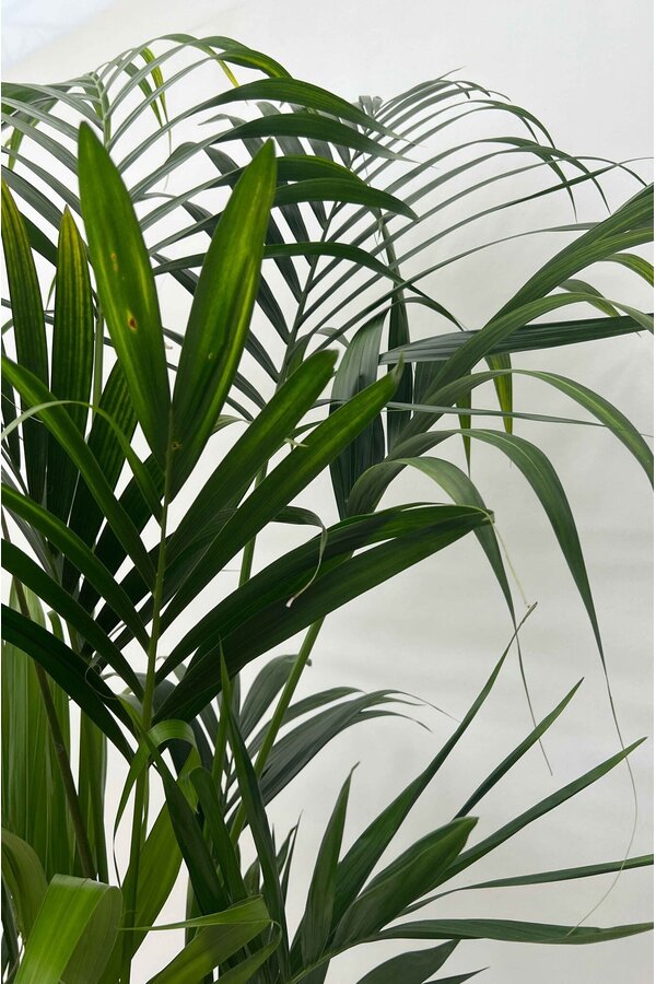 Palma Kentia w doniczce Mineral