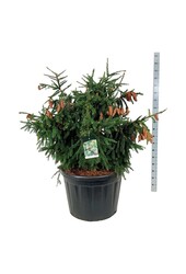 Jodła pospolita Picea abies Acrocona