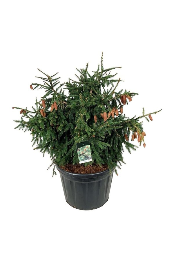 Jodła pospolita Picea abies Acrocona