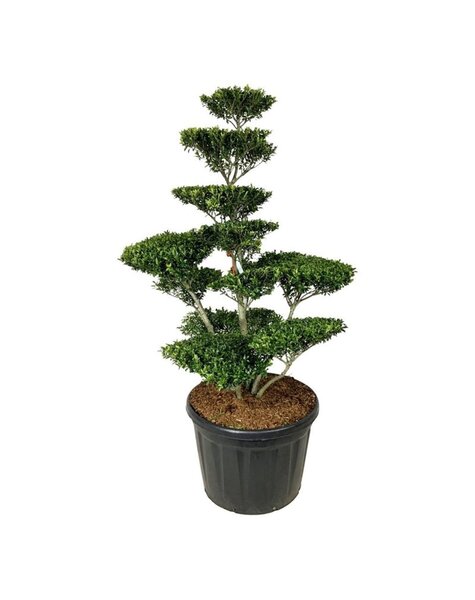 Ilex Crenata