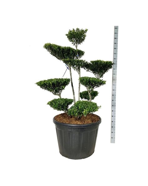 Ilex Crenata