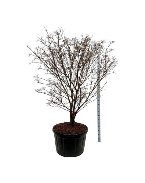 Cornus