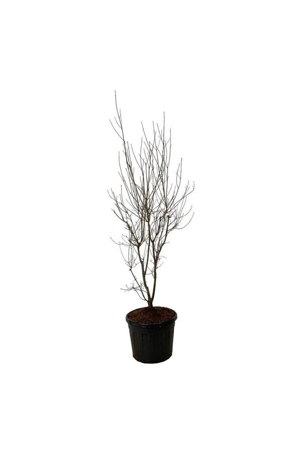Kornoelje Cornus Aurora