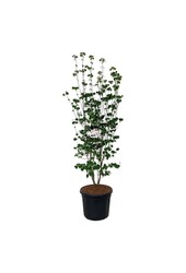 Kornoelje Cornus Aurora