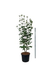 Kornoelje Cornus Aurora