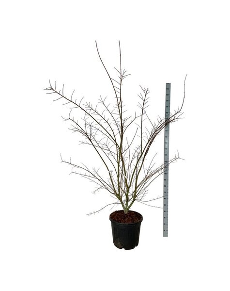 Acer