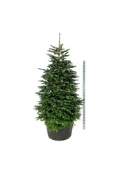 Jodła kaukaska Abies nordmanniana