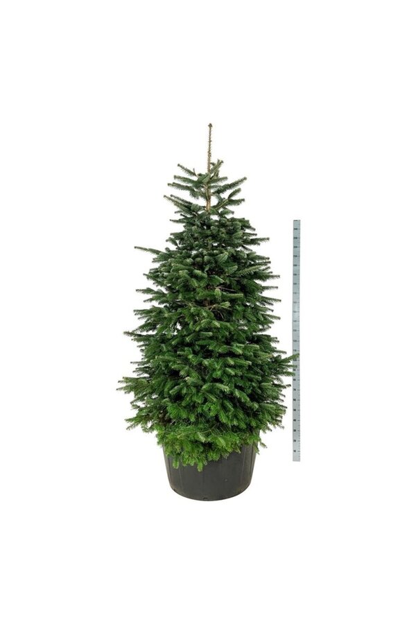 Jodła kaukaska Abies nordmanniana