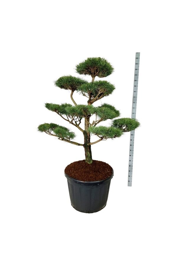 Sosna Pinus nigra nigra