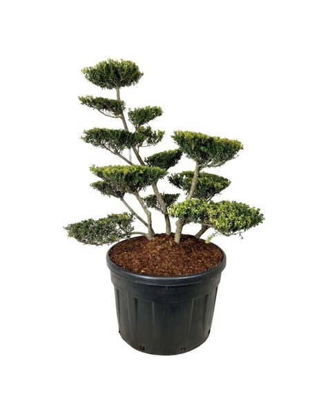 Ilex Crenata